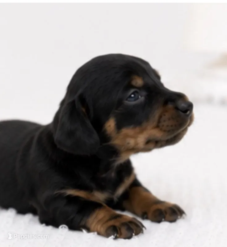 Luna – Miniature Dachshund puppy for sale in Farmington, MO