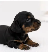 Luna, a female Miniature Dachshund for sale in Farmington, MO – 1 of 4