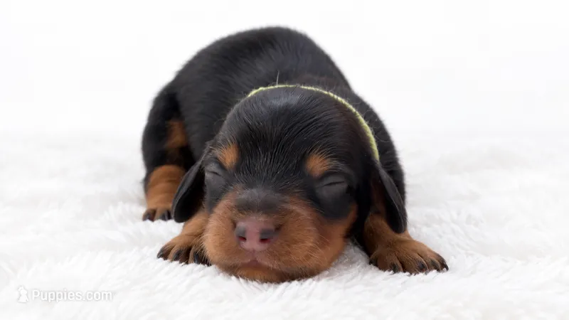 Green  – Miniature Dachshund puppy for sale in Farmington, MO