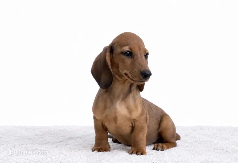 Rosie – Miniature Dachshund puppy for sale in Farmington, MO