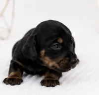 Luna, a female Miniature Dachshund for sale in Farmington, MO – 3 of 4