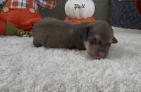 Dolly, a female Miniature Dachshund for sale in Farmington, MO – 3 of 4