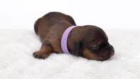 Purple, a female Miniature Dachshund for sale in Farmington, MO – 7 of 7