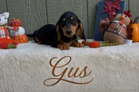 Gus, a male Miniature Dachshund for sale in Desloge, MO – 3 of 4