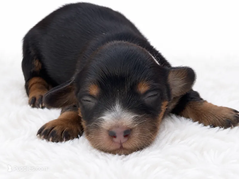 White – Miniature Dachshund puppy for sale in Farmington, MO
