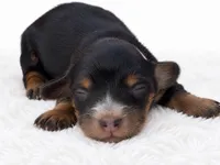 White, a female Miniature Dachshund for sale in Farmington, MO – 1 of 9