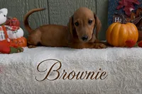 Brownie, a male Miniature Dachshund for sale in Desloge, MO – 3 of 4