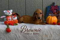 Brownie, a male Miniature Dachshund for sale in Desloge, MO – 2 of 4