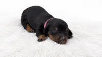 Pink, a male Miniature Dachshund for sale in Farmington, MO – 4 of 5