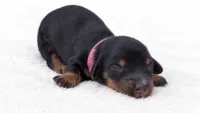 Pink, a male Miniature Dachshund for sale in Farmington, MO – 3 of 5