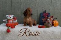 Rosie, a female Miniature Dachshund for sale in Desloge, MO – 2 of 4