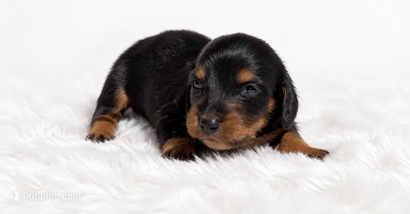 Pink – Miniature Dachshund puppy for sale in Farmington, MO