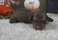 Dolly, a female Miniature Dachshund for sale in Farmington, MO – 1 of 4
