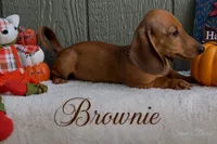 Brownie, a male Miniature Dachshund for sale in Desloge, MO – 4 of 4