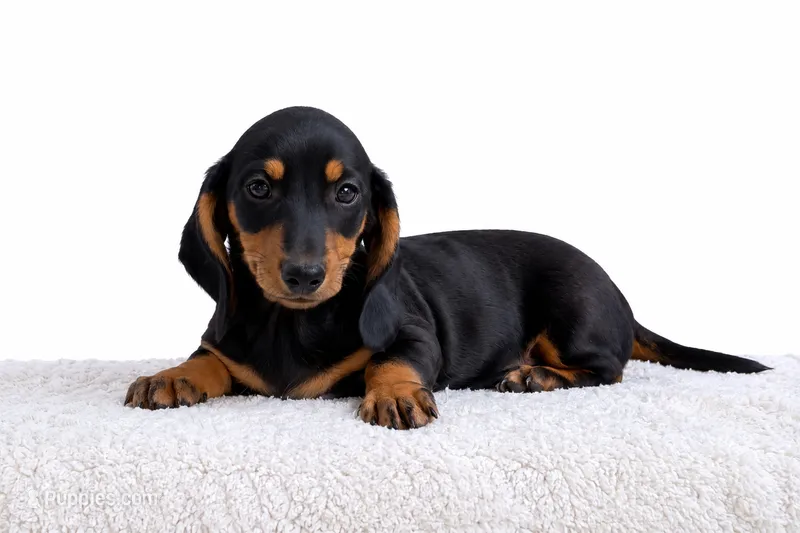 Bullet – Miniature Dachshund puppy for sale in Farmington, MO
