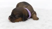 Purple, a female Miniature Dachshund for sale in Farmington, MO – 5 of 7