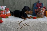 Gus, a male Miniature Dachshund for sale in Desloge, MO – 4 of 4