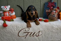 Gus, a male Miniature Dachshund for sale in Desloge, MO – 2 of 4
