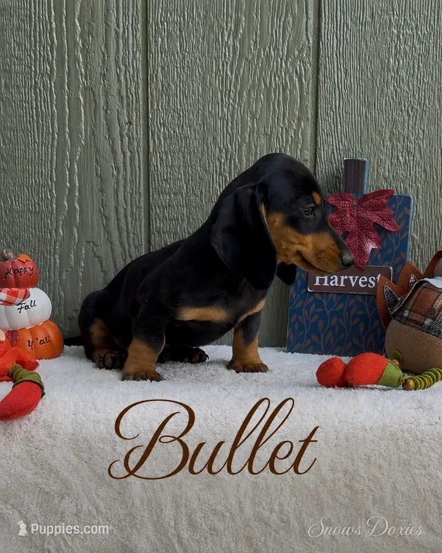 Bullet – Miniature Dachshund puppy for sale in Desloge, MO