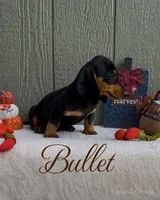 Bullet, a male Miniature Dachshund for sale in Desloge, MO – 1 of 4