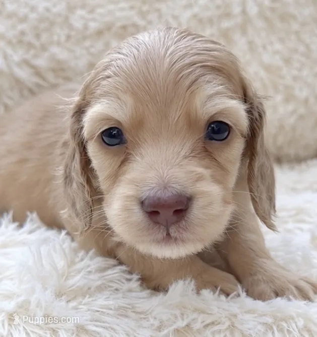 Donnie – Miniature Dachshund puppy for sale in Farmington, MO