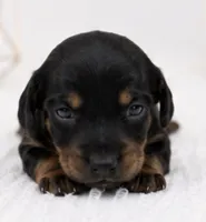 Luna, a female Miniature Dachshund for sale in Farmington, MO – 2 of 4
