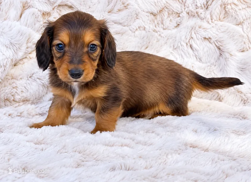 Blue – Miniature Dachshund puppy for sale in Farmington, MO