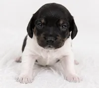 River, a male Miniature Dachshund for sale in Farmington, MO – 1 of 4