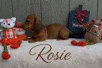 Rosie, a female Miniature Dachshund for sale in Desloge, MO – 3 of 4