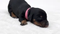 Pink, a male Miniature Dachshund for sale in Farmington, MO – 5 of 5