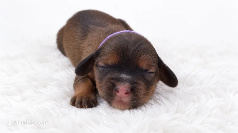 Purple – Miniature Dachshund puppy for sale in Farmington, MO