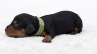 Green , a male Miniature Dachshund for sale in Farmington, MO – 5 of 5