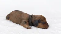 Black, a male Miniature Dachshund for sale in Farmington, MO – 7 of 7