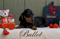 Bullet, a male Miniature Dachshund for sale in Desloge, MO – 4 of 4