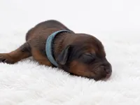 Blue, a male Miniature Dachshund for sale in Farmington, MO – 6 of 8