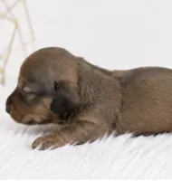 Remmi, a male Miniature Dachshund for sale in Farmington, MO – 2 of 2