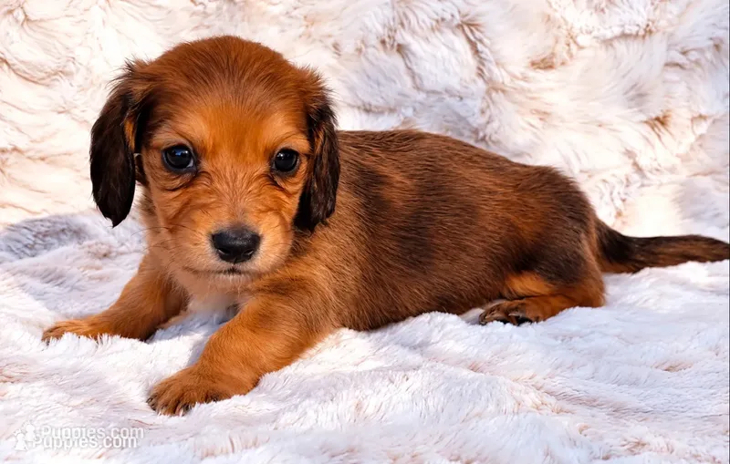 Black – Miniature Dachshund puppy for sale in Farmington, MO