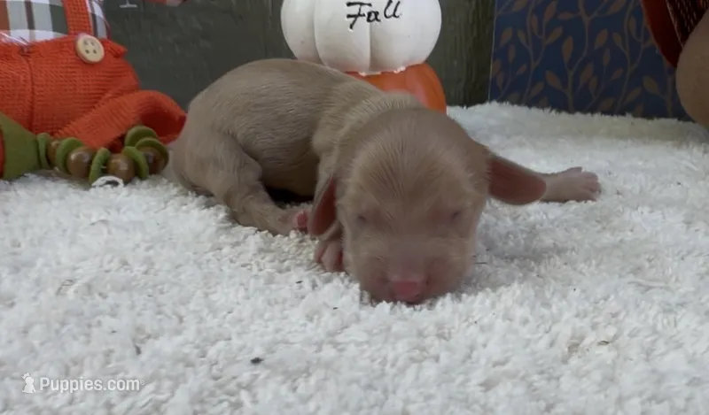Donnie – Miniature Dachshund puppy for sale in Farmington, MO
