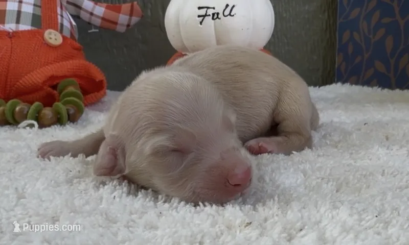 Denver  – Miniature Dachshund puppy for sale in Farmington, MO