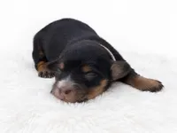 White, a female Miniature Dachshund for sale in Farmington, MO – 7 of 9