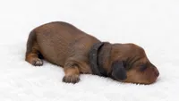 Black, a male Miniature Dachshund for sale in Farmington, MO – 6 of 7
