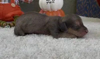 Dolly, a female Miniature Dachshund for sale in Farmington, MO – 4 of 4