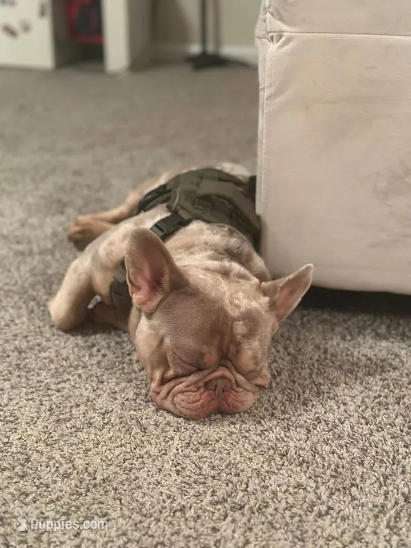 Enano – French Bulldog puppy for sale in Charleston, SC