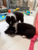 Garth, a male Shetland Sheepdog for sale in Ypsilanti, MI – Photo 3 of 6