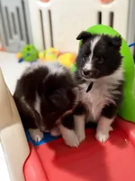 Garth, a male Shetland Sheepdog for sale in Ypsilanti, MI – Photo 5 of 6