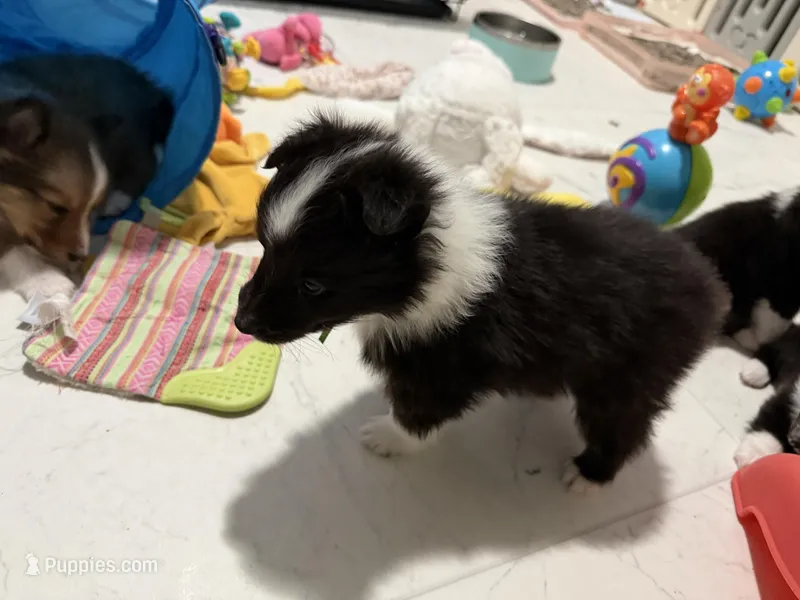 Garth – Shetland Sheepdog puppy for sale in Ypsilanti, MI