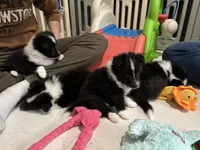 Garth, a male Shetland Sheepdog for sale in Ypsilanti, MI – Photo 2 of 6