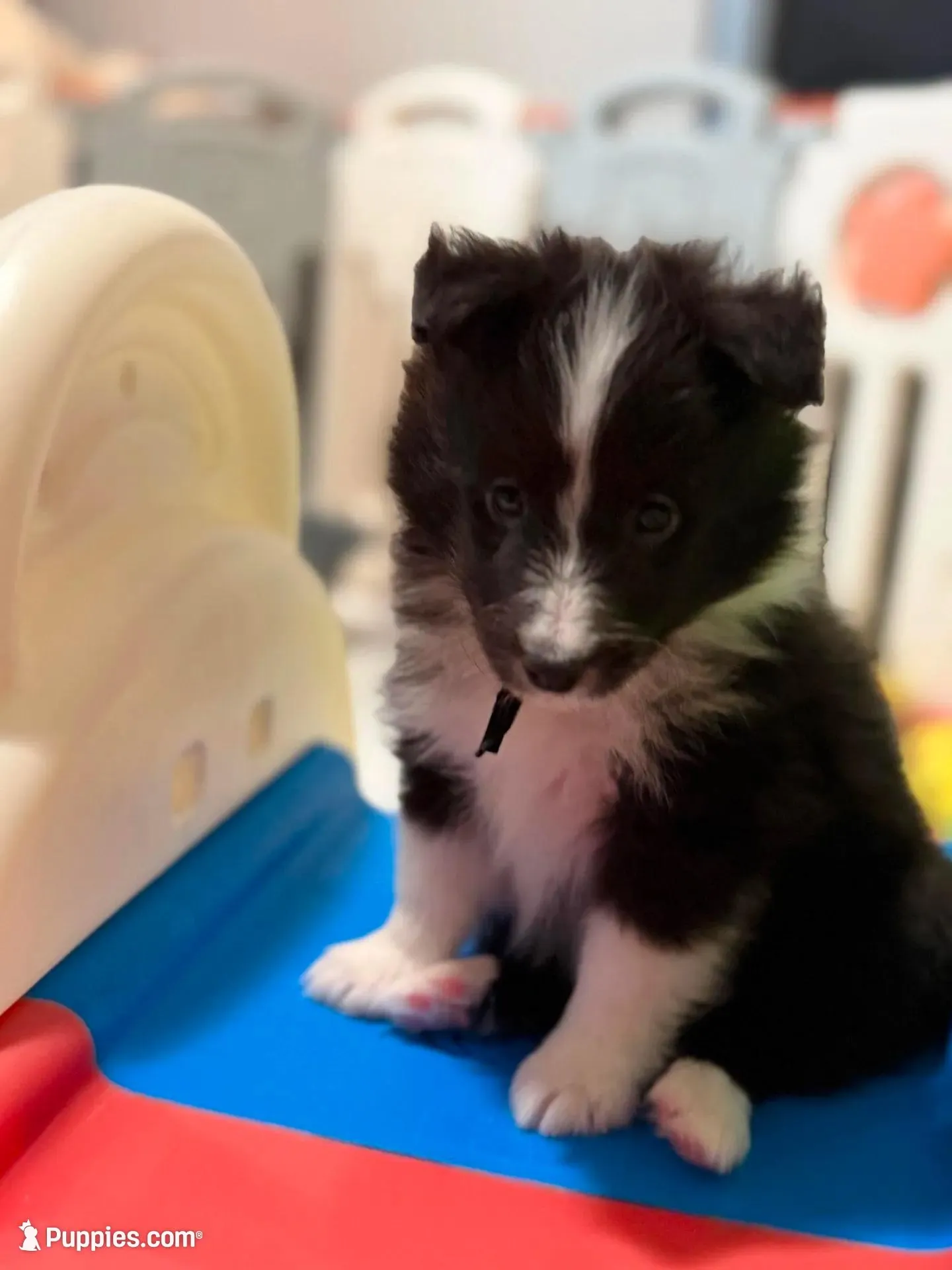 Garth, a male Shetland Sheepdog for sale in Ypsilanti, MI – Photo 4 of 6