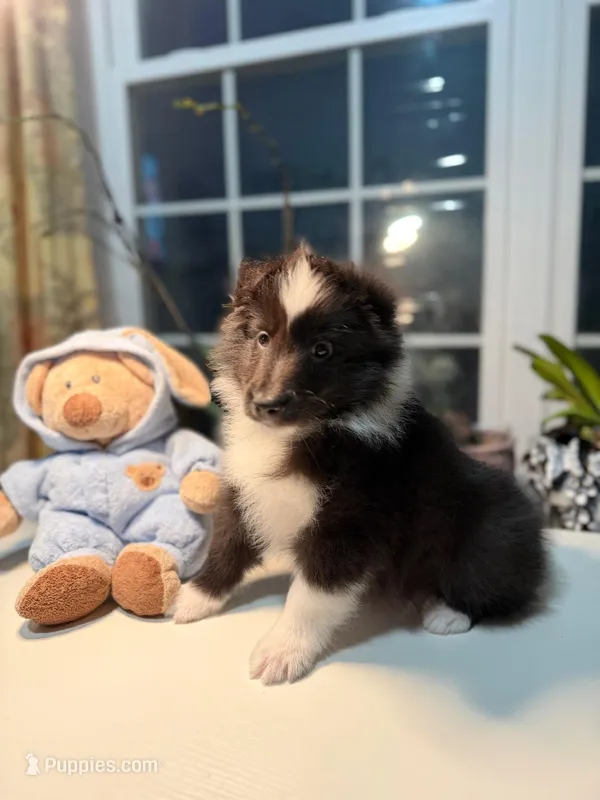 Garth – Shetland Sheepdog puppy for sale in Ypsilanti, MI