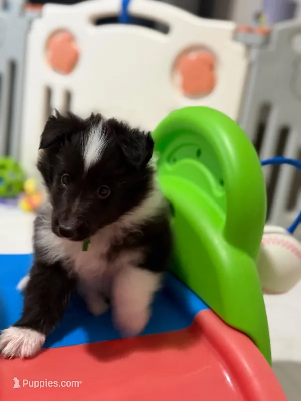 Garth – Shetland Sheepdog puppy for sale in Ypsilanti, MI